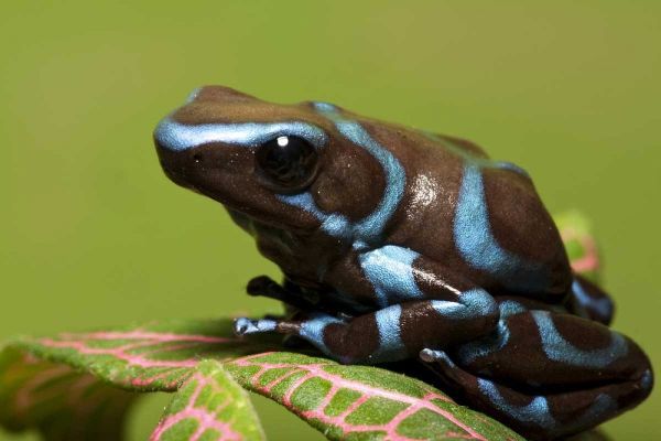 South America, Panama Blue and black dart frog